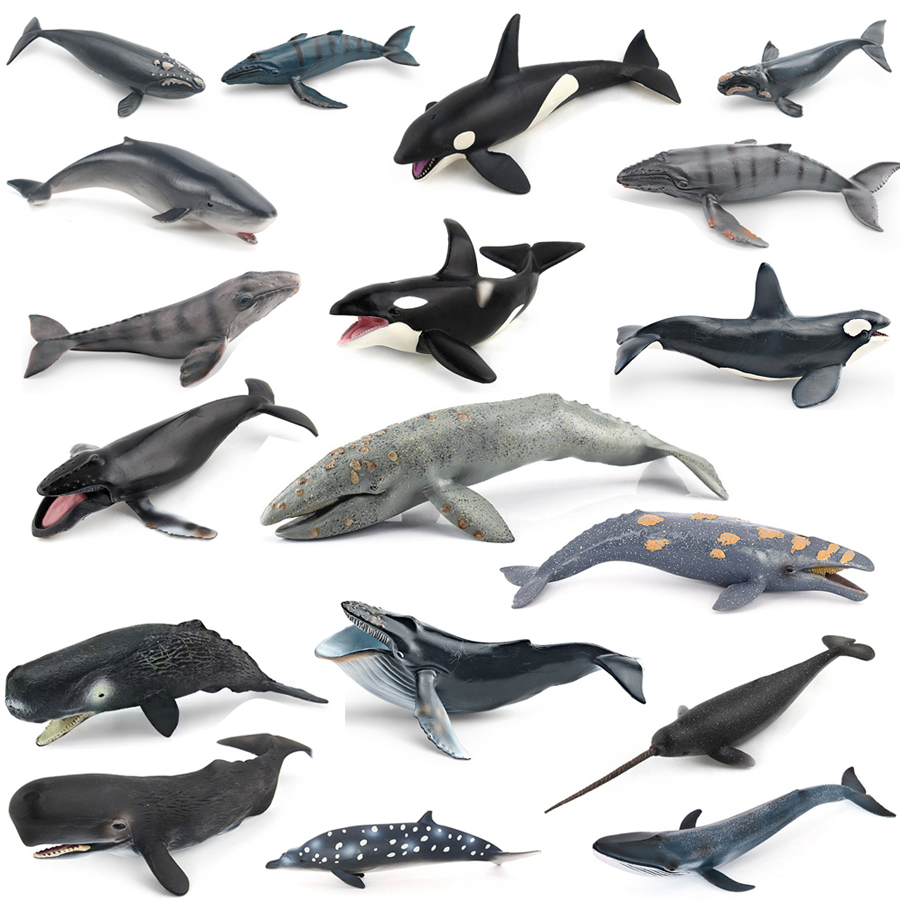 Kids No Education - Realistic Humpback Whale Sperm Whale Narwhal